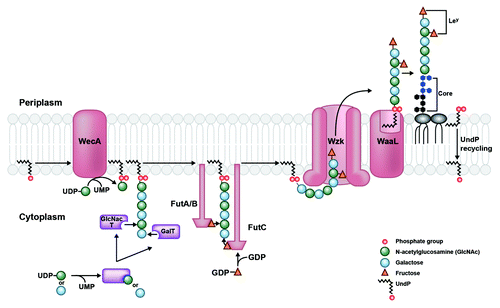 Figure 1. LPS transport from cytoplasm to periplasm in H. pylori. O-antigen assembly begins with the activity of WecA, which transfers an initiating GlcNAc-1-phosphate residue from an activated UDP donor to the lipid carrier undecaprenyl phosphate (UndP) at the cytosplasmic face of the inner membrane. The O-chain is extended by the alternating activities of galactosyltransferases and GlcNAc-transferases (purple), which receive their respective sugar substrates from a UDP-sugar donor. This generates a GlcNAc (green circles) and galactose (blue circles) sugar backbone to which fucosyltransferases A, B, and C transfer fucose residues (orange triangles) from an activated GDP-fucose donor. The Fut protein ruler mechanism is illustrated by length of protein corresponding to length of O-chain sugar that is fucosylated.Citation38 The completed O-chain containing Lewis antigens (patterned fucose residues linked to GlcNAc and galactose sugars) is translocated to the periplasmic face of the inner membrane by Wzk. Finally, it is removed from the UndPP carrier and transferred onto the lipid A/core by WaaL, generating a mature LPS species. UndPP is recycled to the cytoplasmic leaflet, releasing one phosphate group to reform the UndP acceptor.