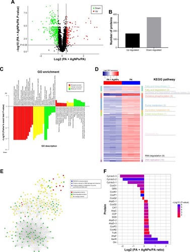 Figure 4 Expression and function analysis of the proteins identified by TMT-labeled quantitative proteomic in AgNP-treated multidrug-resistant Pseudomonas aeruginosa.Notes: (A) The volcano map of differentially expressed proteins. The abscissa denotes the ratios of differential expression proteins in the AgNP-treated P. aeruginosa vs those in the untreated bacteria; the ordinate represents the P-values between the two groups. (B) The number of differentially expressed proteins identified by TMT-labeled quantitative proteomic. (C) GO enrichment cluster analysis of the differential proteins. The red color represents the proteins relevant to biological processes; the yellow, cellular localization and the green, molecular function. Those above the horizontal axis are the upregulated proteins and those below the axis are the downregulated proteins. (D) KEGG pathway clustering heat map of the differential proteins. The deeper the blue color, the more significant the enrichment is. (E) The interactive network of three groups of proteins and their differential expression in the AgNP-treated P. aeruginosa vs those in the untreated bacteria. (F) The comparative analysis of oxidative stress-related proteins between pre- and post-AgNP treatment.Abbreviations: AgNP, silver nanoparticle; GO, Gene Ontology; KEGG, Kyoto Encyclopedia of Genes and Genomes; PA, P. aeruginosa; TMT, Tandem Mass Tag.