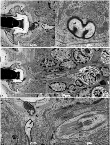 Figure 5. (A) Sagittal section of the socket of the hastiseta (pedicel missing) highlighting the lateral cuticle process probably involved in anchoring the socket; (B) detail of a convoluted branch of the outer dendrite; (C) sagittal section of the neurosensorial apparatus connected to the socket constituted by one neuron, its dendrite and the associated thecogen cell; (D) section showing the tubular bundle inside the tubular body; (E) detailed view of the connecting cilium. bb-basal body, cil - cilia, cr - ciliary rootlet, cs - ciliary sinus, ds - dendritic sheath, id - inner segment of sensory cell dendrite, lcp - lateral chitin process, ne - neuron, od - outer segment of sensory cell dendrite, tb - tubular body, the - thecogen cell, tub - tubular bundle.