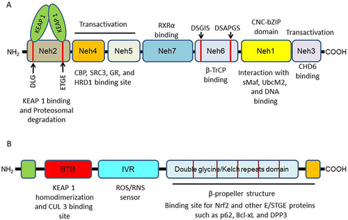 Figure 2 Protein structure of (A) Nrf2 and (B) KEAP1 showing different domains.