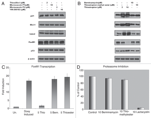 Figure 2 Thiocillin I, Micrococcin P1, Micrococcin P2, YM-266183, Berninamycin and Thiostrepton methyl ester are not proteasome inhibitors. (A) Thiocillin, Micrococcin P1, P2 and YM266183 do not stabilize expression of multiple cellular proteins and suppress FoxM1 expression. U-2OS C3 osteosarcoma cells treated as indicated were harvested and immunoblotting was carried out with antibodies specific for p21, p53, hdm2, Mcl-1, FoxM1 and β-actin. (B) Thiostrepton, but not berninamycin and thistrepton methyl ester stabilize expression of multiple cellular proteins and suppress FoxM1 expression. U-2OS C3 osteosarcoma cells treated as indicated were harvested and immunoblotting was carried out with antibodies specific for p21, p53, hdm2, Mcl-1, FoxM1 and β-actin. (C) Thiostrepton, but not berninamycin or thiostepton methyl ester inhibits FoxM1 transcriptional activity. U-2OS C3-Luc cells were treated with a combination of 1 µg/ml doxycycline and the indicated concentrations of the thiazole antibiotics and FoxM1 transcriptional activity measured by luciferase assay. (D) Berninamycin and thiostrepton methyl ester do not inhibit proteasome activity in vitro. The inhibition of proteasome activity by the thiazole antibiotics in vitro was negligible compared with proteasome inhibitor lactacystin as detected by using 20S Proteasome activity kit (Millipore).