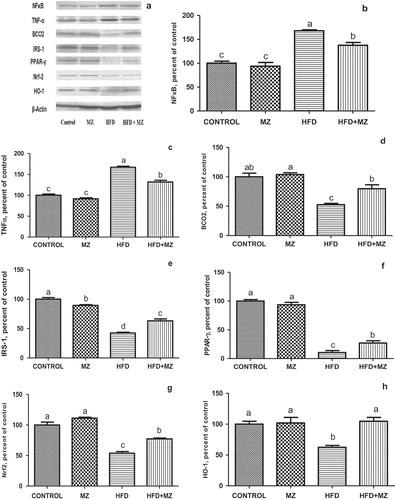 Figure 2. Hepatic NF-κB, TNF-α, BCO2, IRS-1,PPAR-γ Nrf-2 and HO-1 expression levels in mesozeaxanthin (MZ) supplemented high-fat diet (HFD) fed rats and control groups.Notes: The Western blot strips of the proteins measured in this study are shown in Panel A. Panels B–F show the expression level of NF-κB, TNF-α, BCO2, IRS-1, PPAR-γ, Nrf-2 and HO-1 in various groups. The intensity of the bands shown in Panel A was quantiﬁed by densitometric analysis. Data are expressed as a ratio of normal control value (set to 100%). Each bar represents the mean and standard error of mean. Blots were repeated at least three times (n = 3) and only a representative blot is shown in Panel A. β-Actin was included to ensure equal protein loading.