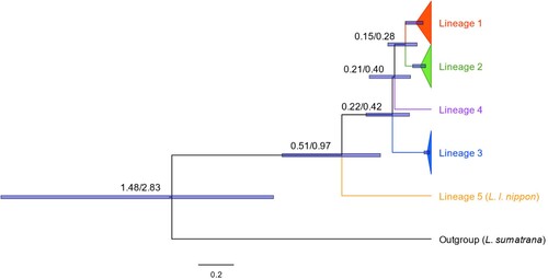 Figure 3. Dated maximum clade credibility tree from BEAST2 of Eurasian otter whole mitochondrial genome lineages. Topology, branch lengths and 95% HPD interval bars for divergence times were estimated using priors from scenario 1, which assumed a divergence between L. lutra and L sumatrana at 0.9–2.7 Mya. Values at nodes show estimated mean date of lineage divergence based on priors from scenario 1 (left value)/scenario 2 (right value). Time is given in units of Million years ago (Mya). All node posterior probabilities were 1, except the divergence of Lineage 4, which was 0.86 for scenario 1 and 0.87 for scenario 2.