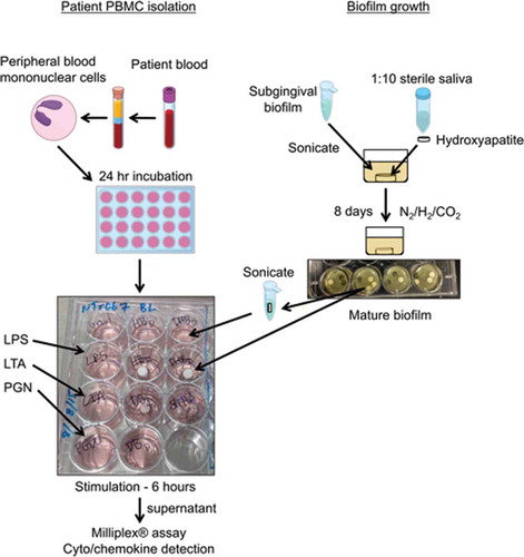 Figure 1. Flow chart of experimental methods including biofilm growth, patient peripheral blood mononuclear cell (PBMC) isolation, and PBMC stimulation with bacterial cell surface components, intact, and disbursed biofilms.