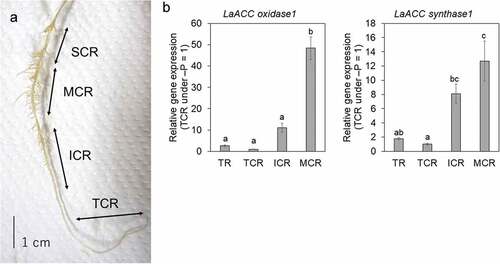 Figure 1. Cluster root (CR) developmental stages in white lupin and relative gene expression for LaACC oxidase1 and LaACC synthase1 in 3 developmental stages.