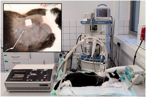 Figure 1. Cat with huge spontaneous soft tissue sarcoma located at the back. After central insertion of a temperature probe, microwave hyperthermia with a tumour target temperature of 41.5 °C was applied for 60 min under general anaesthesia.