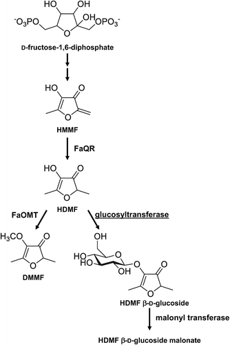 Figure 1. Reactions catalyzed by glucosyltransferase and the metabolism of HDMF in strawberries.Enzymatic conversion of 4-hydroxy-2,5-dimethyl-3(2H)-furanone (HDMF) to HDMF 4-O-β-D-glucoside. FaOMT, Fragaria × ananassa O-methyltransferase; FaQR, Fragaria × ananassa quinone oxidoreductase.