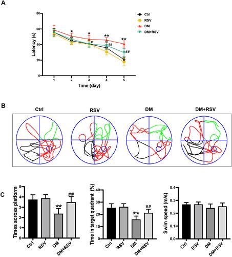 Figure 2 RSV prevents T2DM-induced learning and memory impairment. (A) Evaluation of escape latency in the MWM test to assess spatial information acquisition. (B) Representative traces of swimming in the MWM test after the platform was removed. (C) Swimming speed analysis to determine whether motor function affected the results. Memory capacity is indicated by the number of times the mice crossed the target quadrant and the percentage of time spent in the target quadrant after platform removal on day 6. The data are expressed as the mean ± SD (n = 8). *P < 0.05, **P < 0.01 vs Ctrl; #P < 0.05, ##P < 0.01vs. DM.Abbreviation: MWM, Morris water maze.