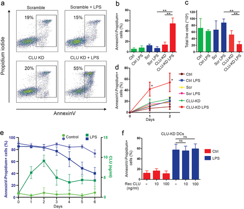 Figure 5. Clusterin inhibits mature DC death.