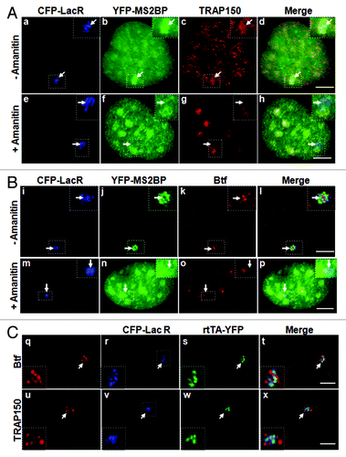 Figure 3. Localization of Btf and TRAP150 at transcription sites is dependent on RNA polymerase II activity. (A) In the absence of amanitin, TRAP150 (c) localized at the active locus. In the presence of amanitin, the locus was decondensed (e); however, MS2BP accumulation in speckles rather than at the active locus indicated that no transcripts were produced under these conditions (f) and TRAP150 (g) was absent. (B) In the absence of amanitin, Btf (j) localized at the active locus. In the presence of amanitin, the locus was decondensed (m); however, MS2BP accumulation in speckles rather than at the active locus indicated that no transcripts were produced under these conditions (n) and Btf (o) was absent. Boxed regions in a, e, i and m are enlarged in insets. (C) Btf and TRAP150 do not colocalize with transcriptional activator at the U2OS 2–6-3 reporter locus. U2OS 2–6-3 cells were transiently transfected with pTetON-YFP and CFP-LacR and seeded in the presence of doxycycline. After 2.5 h, cells were processed for immunolabeling of endogenous Btf or TRAP150. 100% of the cells counted showed that Btf (a) or TRAP150 (e) accumulate at the active locus (panel b and f) but does not colocalize with the transcriptional activator encoded by pTetON (rtTA; c and g). Boxed regions in b and f are enlarged in insets. Scale bar, 5 µm.