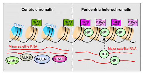 Figure 3. RNA shapes the epigenetic landscape at centromeres. The model shows the chromatin organization of minor and major satellite repeats at murine centromeres. Minor satellites in the centric region are characterized by alternating nucleosomes that harbor either the histone H3 variant CENP-A or H3K4me2. Transcripts in both orientations facilitate the association with centric proteins including CENP-C, INCENP, Survivin and aurora B kinase (AUKB). At pericentric heterochromatin, major satellite transcripts mediate the deposition of HP1α on nucleosomes marked by H3K9me3 and H4K20me3.