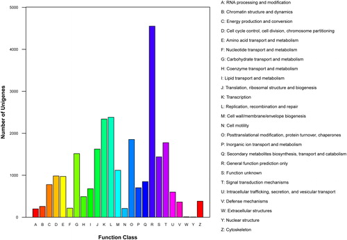 Figure 4. Cluster of Orthologous Groups (COG) function classification of Euphorbia kansui unigenes. A total of 13,528 unigenes were annotated and classified into 25 different classifications.