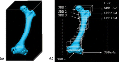 Figure 3. Bounding volumes of a bone: (a) object bounding box; (b) section bounding boxes. [Color version available online.]