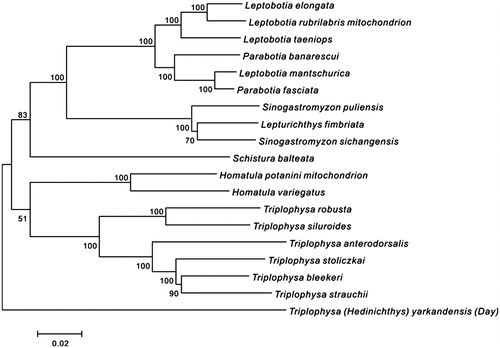 Figure 1. Phylogenetic tree based on mitochondrial genome nucleotide sequences of T. (H.) yarkandensis (Day) (KT192439) and the other 18 kinds of fish set using the ML method. Genetic distances are listed above the branches. GenBank accession numbers of the sequences were used for the tree as follows: Leptobotia mantschurica (AB242170.1); Schistura balteata (AB242172.1); Sino gastromyzon puliensis (FJ605359.1); Leptobotia elongate (JQ230103.1); Triplophysa stoliczkai (JQ663847.1); Triplophysa bleekeri (JQ686729.1); Homatula variegatus (JX144893.1); Leptobotia rubrilabris (KF534784.1); Sinogastromyzonsichangensis (KF711948.1); Triplophysa anterodorsalis (KJ739868.1); Triplophysa siluroides (KJ781206.1); Lepturichthys fimbriata (KJ830772.1); Homatula potanini (KM017732.1); Leptobotia taeniops (KM386686.1); Parabotia banarescui (KM393222.1); Parabotia fasciata (KM393223.1); Triplophysa strauchii (KP297875.1).