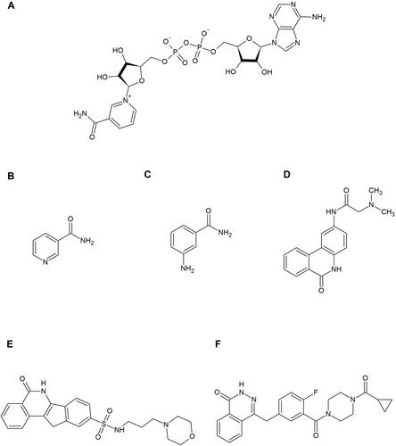 Figure 4 Nicotinamide adenine dinucleotide (NAD+) and poly (ADP-ribose) polymerase (PARP) inhibitors. (A) shows the substrate of the PARP family enzymes – NAD+. (B–F) show the PARP inhibitors mentioned in this review: nicotinamide (B), 3-aminobenzamide (C), PJ34 (D), and INO-1001 (E), olaparib (F). These contain motifs that mimic the nicotinamide component of NAD+ and bind to the catalytic site of PARP. Nicotinamide itself is also a natural inhibitor of this enzyme.