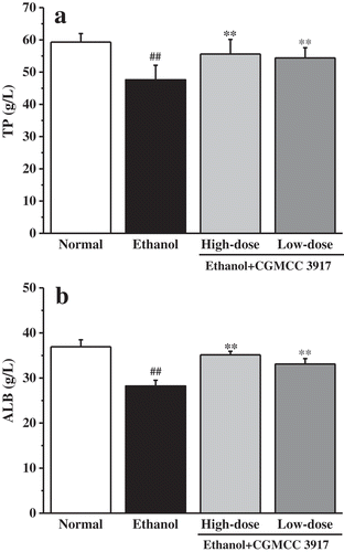Figure 2. Effects of CGMCC 3917 on the levels of the serum (a) TP, (b) ALB. Groups are normal, ethanol, ethanol+CGMCC 3917 (108 CFUs/mL), ethanol+CGMCC 3917 (106 CFUs/mL), respectively. Values are expressed as means ± SDs for 10 mice. ##p< 0.01, compared to the normal mice, **p< 0.01, compared to the ethanol-treated mice.Figura 2. Efectos de CGMCC 3917 en los niveles de suero (a) TP, (b) ALB. Los grupos son normal, etanol, etanol + CGMCC 3917 (108 UFC/ml), etanol + CGMCC 3917 (106 UFC/ml), respectivamente. Los valores expresan medias ± DE para diez ratones. ## p< 0.01, en comparación con los ratones normales, ** p < 0.01, en comparación con los ratones tratados con etanol.
