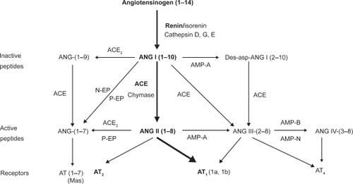 Figure 1 The renin–angiotensin system and cascade of bioactive angiotensins.