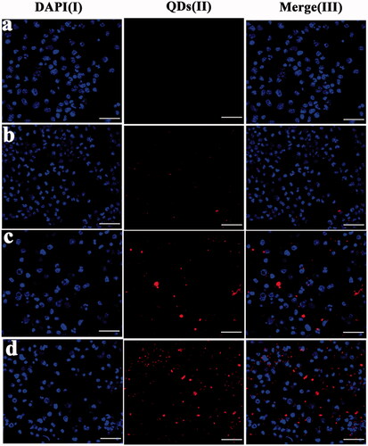 Figure 3. Confocal laser scanning microscopy (CLSM) images using BMDCs cells after 2 h incubation with the PBS as the control group (a), DSPC/Chol liposome (b), DOTAP/DC-Chol liposome (c), and DDA-TDB liposome (d). Column (I): DAPI channels showing the blue fluorescence from DAPI stained nuclei, (II) quantum dots showing the red fluorescence from liposomes distributed in cytoplasm, and (III): merged channels of quantum dots and DAPI. Scale bars equal 40 μm.