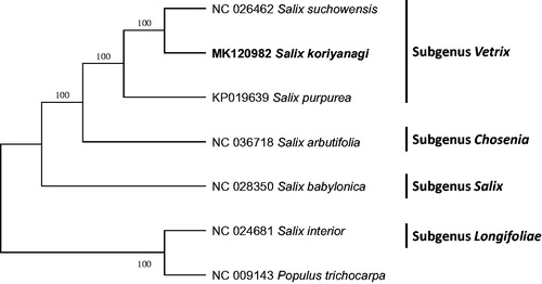Figure 1. Maximum parsimony phylogenetic tree (bootstrap repeat is 1,000) of six Salix chloroplast genomes and one outgroup species (Populus trichocarpa): Salix koriyanagi (MK120982), Salix suchowensis(NC_026462), Salix purpurea (KP019639), Salix arbutifolia (NC 036718), Salix babylonica (NC 028350), Salix interior (NC 024681), and Populus trichocarpa (NC 009143) as an outgroup species. The numbers above branches indicate bootstrap support values of maximum parsimony tree. Subgenera are presented in the right side of the tree with black bars.