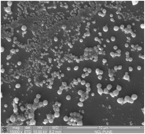 Figure 1. Scanning electron microscopy (SEM) images of insulin-loaded alginic acid nanoparticles.
