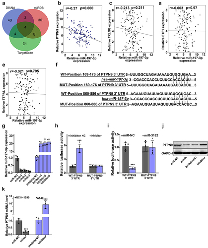 Figure 6. PTPN9 behaved as a molecular target of miR-197-3p. A: miR-197-3p target genes in 3 major databases (DIANA, miRDB and TargetScan) were searched, Venn diagram was drawn. B: a negative interrelation was shown between relative miR-197-3p expression and relative PTPN9 expression in lung cancer tissue specimens (r = −0.37, p < 0.001). C: a relationship was illustrated between the expressions of TXLNG and miR-197-3p in lung cancer tissue specimens (r = −0.213, p = 0.211). D: a relationship was illustrated between the expressions of ETF1 and miR-197-3p in lung cancer tissue specimens (r = −0.37, p = 0.97). E: a relationship was illustrated between the expressions of TTPAL and miR-197-3p in lung cancer tissue specimens (r = −0.37, p = 0.795). F: We applied dual luciferase reporter gene assay for verification of binding between PTPN9 and miR-197-3p. G:Best mimic and inhibitor sequence was selected. H-I: Target relationships were indicated by luciferase reporter experiment. J: For the evaluation of the effect of miR-197-3p up-regulation and down-regulation on PTPN9 expression, Western blot was performed. K: Compared with the miR-NC group, mimic group showed reduced PTPN9 mRNA expression. Compared with the inhibitor-NC group (p < 0.001), PTPN9 mRNA expression in inhibitor group was found to be higher.