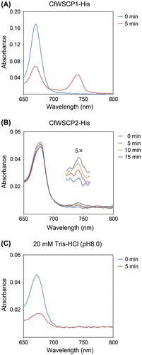 Fig. 3. Absorption spectra (650–800 nm) of reconstituted CfWSCP1-His (A), CfWSCP2-His (B), and control (C).