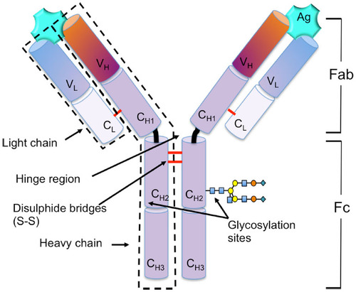 Figure 1 Structural schematic of IgG.