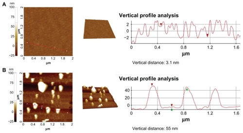 Figure 5 Tapping-mode atomic force microscopy images and vertical section analysis of the azurin-functionalized substrate before (A) and after (B) incubation with a solution 0.5 × 10−13 M of p53 linked to 50 nm gold nanoparticles. The vertical profile analysis of panel B indicates the presence of single p53 functionalized nanoparticles (height 55 ± 8 nm) recognized by azurin.