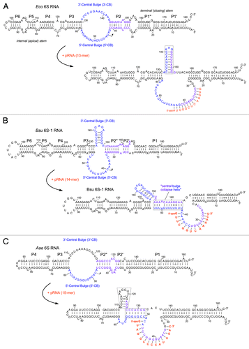 Figure 1. Ground state structures and predicted pRNA-induced structural rearrangements of 6S RNAs (E. coli 6S RNA, B. subtilis 6S-1 RNA and A. aeolicus 6S RNA). (A) In E. coli (Eco) representing the γ-proteobacteria, pRNA-induced disruption of 6S RNA structure triggers formation of an extended hairpin in the 3′-CB (boxed).Citation21,Citation47,Citation50 The CB and P2 are thought to include a structural equivalent to extended -10 elements of DNA promoters.Citation3 Unrau and co-workers termed the free structure at the top “S1 state,” the same secondary structure bound to RNAP “S2 state,” and the rearranged structure at the bottom “S4 state.”Citation21 (B) B. subtilis (Bsu) 6S-1 RNA represents a group of 6S RNAs for which a hairpin can form (at least transiently) in the 3′-CB already in the free RNA; in this type of 6S RNA, the structural rearrangement is achieved by formation of a central bulge collapse helix (boxed).Citation50 (C) A. aeolicus 6S RNA may involve both mechanistic components in its pRNA-induced rearrangement, hairpin formation in the 3′-CB and formation of a central bulge collapse helix (boxed elements).