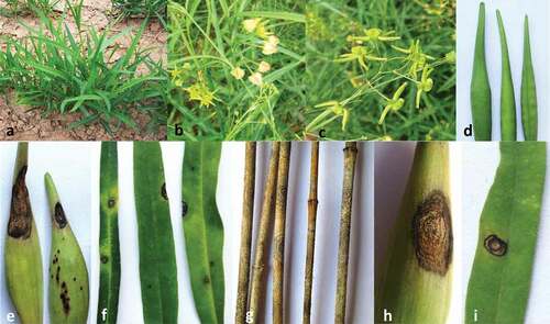 Fig. 1 Symptoms of anthracnose disease in C. paniculatum caused by C. truncatum. a-d. healthy herbs and pods. e. pod lesions. f. leaf spots. g. stem blight. h, inoculated pod. i, inoculated leaf.
