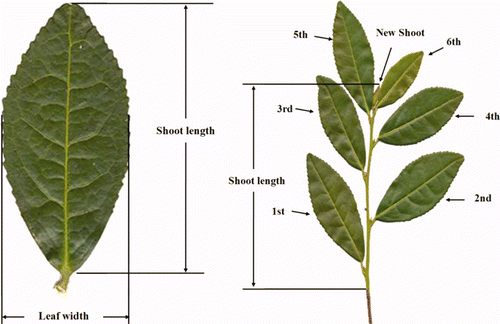 Figure 1. A typical leaf of Camellia sinensis L.