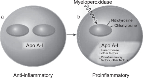 Figure 2 Model of bidirectional conversion of high-density lipoprotein from antiinflammatory (a) to proinflammatory (b). Copyright © 2004. Reproduced with permission from CitationFogelman AM. 2004. When good cholesterol goes bad. Nat Med, 10:902–3.