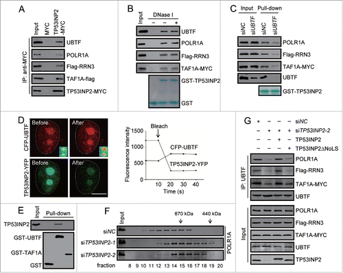 Figure 5. TP53INP2 interacts with POLR1 PIC and is required for the assembly of the complex. (A) Coimmunoprecipitation of UBTF, POLR1A, Flag-RRN3, TAF1A-flag with TP53INP2-MYC in HeLa cells. TP53INP2-MYC was immunoprecipitated with anti-MYC. (B) Cell lysates from HeLa cells expressing Flag-RRN3 and TAF1A-MYC were treated with DNase I (100 units/ml, 10 min), and incubated with purified GST-TP53INP2. POLR1A, Flag-RRN3, TAF1A-MYC or UBTF bound with affinity isolated GST-TP53INP2 was detected by western blot. (C) GST-TP53INP2 pulldown assay in HeLa cells treated with UBTF siRNA for 24 h followed by Flag-RRN3 and TAF1A-MYC transfection. The affinity isolated GST-TP53INP2 is shown. (D) HeLa cells expressing CFP-UBTF and TP53INP2-YFP were imaged before and after photobleaching with a high-intensity 514 nm laser. Note the increased CFP-UBTF signals at the nucleolar region after photobleaching. Changes of CFP and YFP signals within the nucleolus were shown. (E) In vitro binding of TP53INP2 with UBTF. Purified TP53INP2 was incubated with purified GST-UBTF or GST-TAF1A immobilized on glutathione-sepharose beads, and bound TP53INP2 was analyzed by western blot. (F) Gel filtration analysis of the nuclear extract of HeLa cells treated with TP53INP2 siRNAs. The fractions were analyzed by western blot using anti-POLR1A antibody. (G) TP53INP2 siRNA2-treated cells were transfected with Flag-RRN3 and TAF1A-MYC, together with TP53INP2-MYC or TP53INP2ΔNoLS-MYC. After 24 h, the cells were subjected to immunoprecipitation by anti-UBTF, followed by western blot to detect each of the indicated proteins.