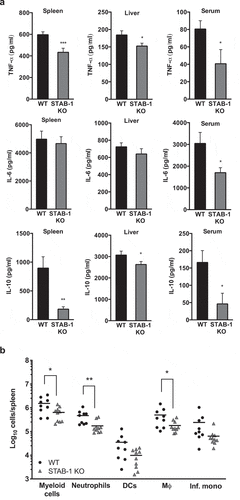 Figure 4. STAB-1 is required for an efficient inflammatory response and immune cell accumulation in Lm-infected spleens. (a) WT and STAB-1 KO mice were intravenously infected with 5 × 105 CFU of Lm. Mice were sacrificed at d 3 post-infection and spleen, liver and serum were collected. Levels of TNF-α, IL-6 and IL-10 were measured by ELISA. Data are represented as an average of ten mice from two independent experiments per group. *p < 0.05; **p < 0.01; ***p < 0.001. (b) Spleen cells from Lm (5 × 105 CFU) infected WT and STAB-1 KO mice were isolated and analyzed by flow cytometry. Total numbers of myeloid cells (CD11bint/hi), neutrophils (CD11bhiLy6GhiCD11C−), dendritic cells (CD11bintCD11chiLy6G−), macrophages (CD11bhiLy6Cint/-Ly6G−CD11clo) and inflammatory monocytes (CD11bhiLy6ChiLy6G− CD11clo) are shown. Data are presented as scatter plots, with each animal represented by a dot and the mean indicated by a horizontal line. *p < 0.05; **p < 0.01. (c) WT and STAB-1 KO mice were intravenously infected with 5 × 105 CFU of Lm. Mice were sacrificed at d 3 post-infection to recover spleens and livers. The expression of chemokines CCL2, CXCL10 and CCL7 was quantified by qRT-PCR. Data are represented as an average of 10 mice from two independent experiments per group. *p < 0.05; **p < 0.01; ***p < 0.001