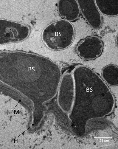 Figure 6. Transmission electron microscopy of Metarhizium brunneum ARSEF 4556 blastospores in gut lumen penetrating gut wall of Culex quinquefasciatus larva, 48 hr post-inoculation. Blastospores (BS), Gut lumen (GL), Peritrophic membrane (PM), Penetration hypha (PH).