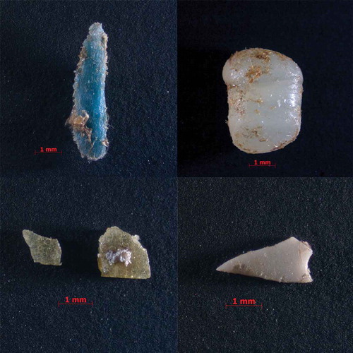 Figure 3. Examples of plastic debris found in the stomach of Trachinotus ovatus.
