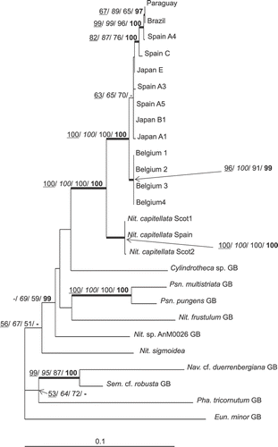 Fig. 2. ML tree based on rbcL gene, illustrating the phylogeny of N. palea sequences. The tree was rooted using Eunotia minor. Maximum parsimony, neighbour joining and maximum likelihood bootstrap values above 50% and BI posterior probabilities above 95% (MP/ NJ/ ML/ BI) are shown on the branches. Internal nodes supported by bootstrap values above 80% and posterior probabilities above 95% in at least two types of analyses are highlighted as thick lines.