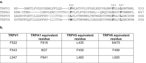 Figure 2. (a) Amino acid sequence alignments of TRPA1, TRPV1, TRPV5, and TRPV6, illustrating that the predicted 25OHD-interacting residues within TRPV1 (F522, F543, and L547) are well conserved in the other three TRP channels (bold). (b) Amino acid numbering of the three TRPV1 residues predicted to interact with 25OHD and the equivalent residues in TRPA1, TRPV1, and TRPV6