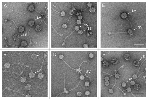 Figure 3. Electron micrographs of negatively stained, CsCl gradient-purified formed by induction of the φNM1 lysogen TB25 (A) and the φNM2 lysogen TB26 (B). Negatively stained transducing particles formed by mobilization of SaPI1 with φNM1 (C) and φNM2 (D), and by mobilization of SaPIbov1 with φNM1 (E) and φNM2 (F). Examples of small virions (SV), large virions (LV) and large empty capsids (LE) are indicated. Scale bars equal 100 nm.