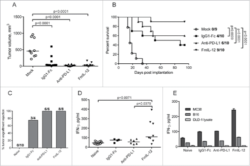 Figure 2. Therapeutic efficacy of MeVac FmIL-12 and MeVac anti-PD-L1. (A and B) MC38cea cells were implanted subcutaneously (s.c.) into the right flank of C57BL/6J mice (10 animals per group). When tumors reached an average volume of 40 mm3 animals received intratumoral injections with 1 × 106 cell infectious units of MeVac encoding the respective transgenes in 100 µL or the respective amount of OptiMEM (mock) on four consecutive days. (A) Tumor volume distribution on day 16 post implantation. Dots representing individual mice and median values are shown. (B) Kaplan–Meier survival analysis. Complete tumor remission rates are shown for each group. (C–E) Systemic antitumor immunity in long-term survivors. Animals experiencing complete tumor remissions after MeVac treatment were rechallenged with s.c. MC38cea implantation 6 mo after initial tumor cell implantation. (C) Mice were monitored for tumor engraftment. Tumor rejection rates are shown. Splenocytes were collected from the rechallenged animals, stimulated with recombinant murine IL-2 and cocultivated with MC38cea cells (D) or with MC38 or B16 cells or DLD-1 cell lysate for one mouse from each group (E) at a ratio of 10:1. Supernatants were collected after 48 h and IFN-γ concentrations were measured by ELISA. Dots representing individual mice as well as medians are shown in d. Mean values with standard errors of the mean of two replicate measurements per sample are shown in e.