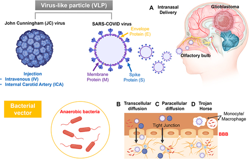 Figure 7 The strategy of viral vector drug delivery. Two types of viral vector; Virus-like particle (VLP), Bacteria vector. (A) Intranasal delivery (B) Transcellular diffusion (C) Paracellular diffusion (D) Trojan Horse mechanism.