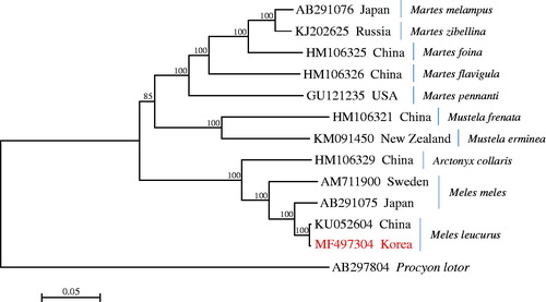 Figure 1. The phylogenetic relationship of the Asian badger Meles leucurus and its allied species inferred from maximum-likelihood analysis based on mitogenome sequences. The Korean badger M. leucurus used in this study was indicated with the mitogenome accession no. MF497304. The ML tree was generated using the GTR + G+I model, and the robustness of the tree was tested with 1000 bootstrap. The numbers on the branches indicate bootstrap values.