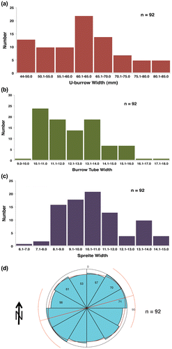 Figure 4. Histograms and rose diagram of quantitative data for Diplocraterion at LowT/Riverbend Cliff site. (a) U-burrow widths; (b) burrow-tube widths; (c) spreiten widths; (d) orientations.