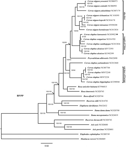 Figure 1. Phylogenetic tree of 30 Cervidae species inferred from 13 PCGs. BP means bootstrap percentages and PP means posterior probabilities at each node.