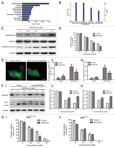 Figure 9. The MAPK11/12/13/14 (p38 MAPK) inhibitor SB203580 decreases HYF127c/Cu-induced autophagy. (A) The function of 652 genes (fold > 1 or fold < −1, P < 0.01) analyzed by DAVID. (B) IPA analysis of phosphorylation pathways possibly involved in HYF127c/Cu-induced autophagy and cell death. (C) Phosphorylation of MAPK11/12/13/14 (p38 MAPK) and its downstream target protein MAPKAPK2 in HYF127c/Cu-treated HeLa cells. (D) Effect of the combination of SB203580 and HYF127c/Cu on cellular viability in HeLa cells, (n = 3, *P < 0.05). (E) Decreased punctate distribution of EGFP-LC3 in cells treated with HYF127c/Cu and SB203580 (i). Bar, 20 μM. The percentage of cells with evident accumulation of EGFP-LC3 dots (ii) and the average number of EGFP-LC3 dots in cells (iii) (n = 3, *P < 0.05). (F) Western blot results of SQSTM1 and LC3 in cells treated with both HYF127c/Cu and SB203580 or treated with HYF127c/Cu alone. (G) The effect of SB203580 on cellular viability of HYF127c/Cu-treated Atg7+/+ and atg7−/− cells (n = 3, *P < 0.05).