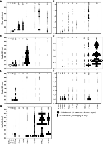 Figure 2  Population size structure of: A, Deleatidium, B, Zephlebia, C, Acroperla trivacuata, D, Polyplectropus, E, Hydrobiosis, F, Psilochorema, G, Potamopyrgus antipodarum at intermittent headwater sites (INT1–3) from March 2005 to January 2006. Bar width is proportional to number of individuals. Where bars are truncated, the total number is printed on the bar. Numbers above graphs indicate total numbers of individuals collected in the corresponding month.