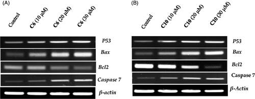 Figure 6. Evaluation of the effects of compound 6 (A) and compound 10 (B) on the expression of p53, Bax, caspase-3 and Bcl-2 using reverse transcriptase-polymerase chain reaction. MCF-7 cells were cultured and treated in the presence and absence of compound 6 (10, 20, and 30 μM) (A) and compound 10 (10, 20, and 30 μM) (B). β-actin was used as the internal control.