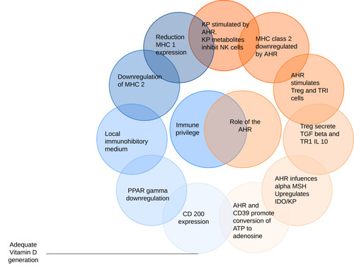 Figure 1 Factors mediating immune privilege at the hair follicle are illustrated on the left of the diagram with the role of the aryl hydrocarbon receptor (AHR) on the right. Cells which do not express MHC 1 are normally subject to natural killer (NK) attack. AHR activity stimulates indoleamine 2,3 di-oxygenase (IDO) and thus the kynurenine pathway (KP), metabolites of which inhibit NK activity. MHC class 2 expression is also downregulated by the AHR. In addition, AHR agonists facilitate the development of regulatory T cells (Treg) and IL-10 secreting TR1 cells which secrete TGFβ and IL-10. These in combination with α-MSH create a local immunoinhibitory medium. Finally, the AHR promotes the conversion of extracellular ATP to adenosine which has immune-inhibitory activity. CD200 expression requires an adequate supply of vitamin D which is also dependent on sun exposure.