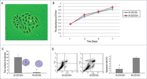 Figure 2. (A) Representative cell sphere of IK-CD133+ cells. (B) The proliferation ability of IK-CD133+ cells and IK-CD133- cells. (C) The ability of IK-CD133+ cells and IK-CD133- cells to form colonies. (D) The apoptosis rate of IK-CD133+ cells and IK-CD133- cells. * P < 0.05.