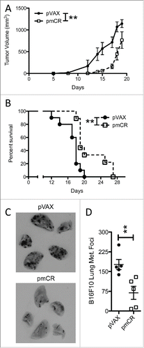 Figure 4. Vaccination against mouse Cripto-1 increases survival and reduces metastatic lung burden in B6 mice challenged with mouse Cripto-1 expressing B16F10. (A) Tumor growth was compared in B6 mice (n = 10 per group) vaccinated prophylactically with either pmCR or pVAX with two doses of 20 µg plasmid DNA delivered i.d. with electroporation prior to s.c. challenge with 5×104 B16F10 cells with 2-way ANOVA test; **p < 0.01. (B) Survival of B6 mice vaccinated with pmCR or pVAX was compared after challenge with s.c. B16F10 with Mantel–Cox test; **p < 0.01. The results shown here are representative of two experiments. (C) Representative photos of B16F10 metastatic lung burden in vaccinated mice harvested 14 d post i.v. challenge of 2×105 tumor cells. D, reduction in lung metastasis was evaluated by enumerating foci of tumors in lungs of B16F10 i.v. challenged mice and compared with non-parametric t-test; *p < 0.05. The results shown here are representative of three experiments.